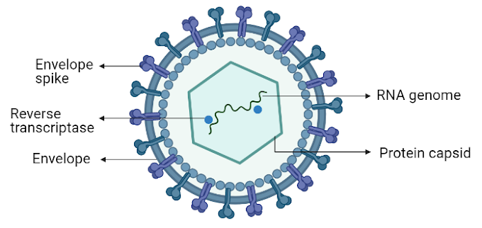 How Do Retroviruses Replicate? | Structure of Retrovirus | Human Immunodeficiency Virus (HIV)