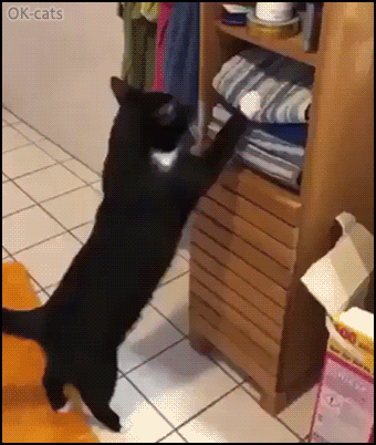 Hilarious Cat GIF • Cat in bathroom This place belong to me this is my bed room! Just Cat logic :) Hilarious Cat GIF • Cat in bathroom This place belong to me this is my bed room! Just Cat logic :)