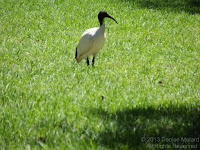 Australian white ibis – Royal Botanic Gardens, Sydney - photo by Denise Motard
