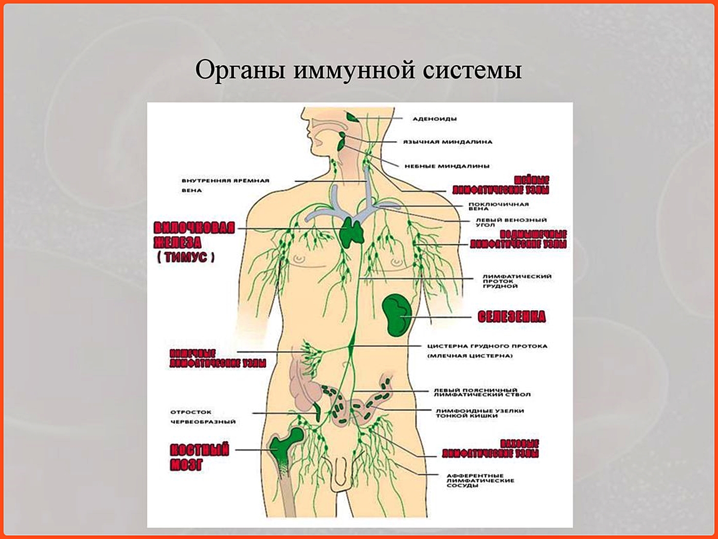 Метаболические лимфоузлы. Органы иммунной системы организма человека. Лимфатическая система иммунная система. Иммунная системы расположение. Периферические лимфатические узлы схема.