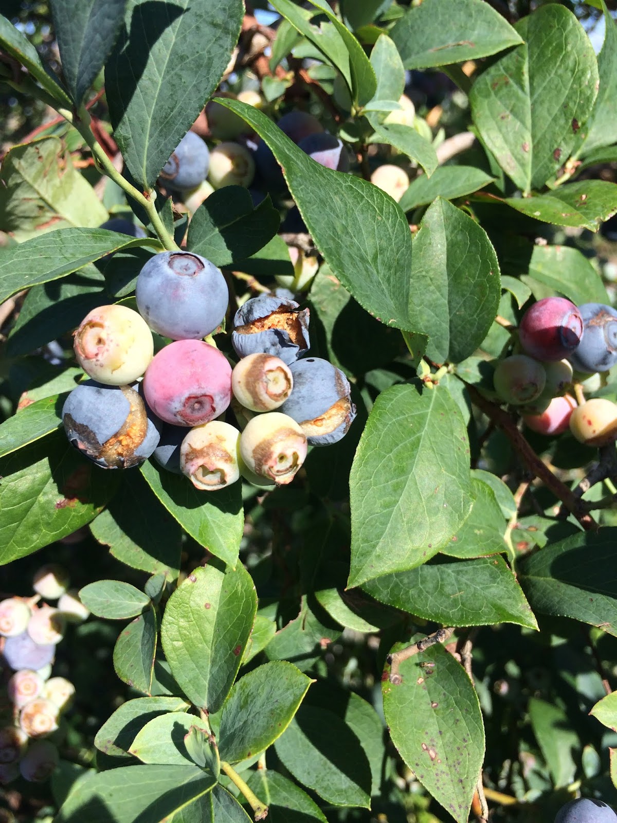 We Love Texas Blueberries