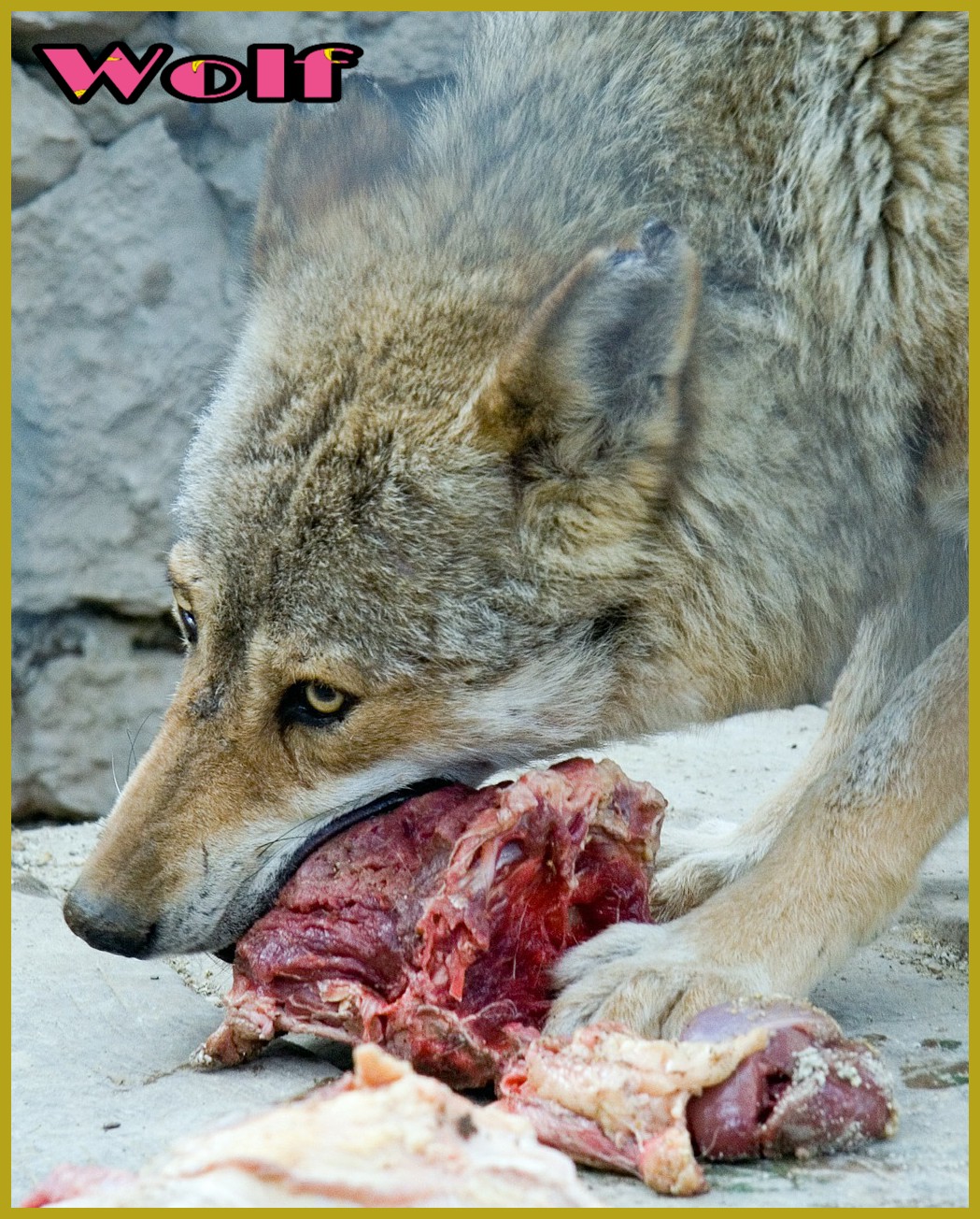 भेड़िया के बारे में रोचक जानकारी - Wolf Facts In Hindi - Hindi7Facts