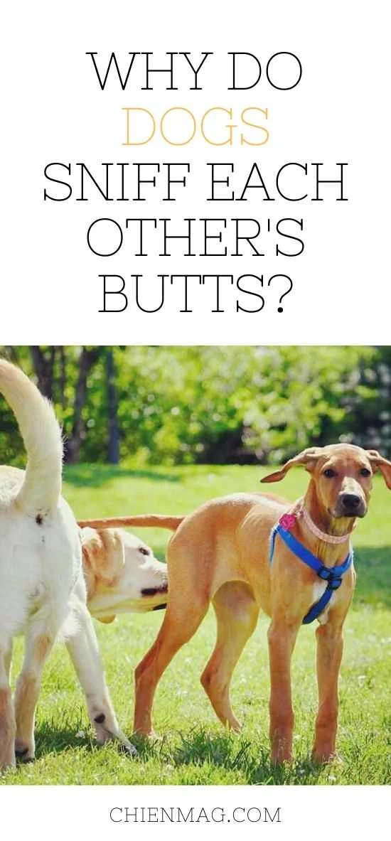 Why Do Dogs Sniff Each Other's Butts?
