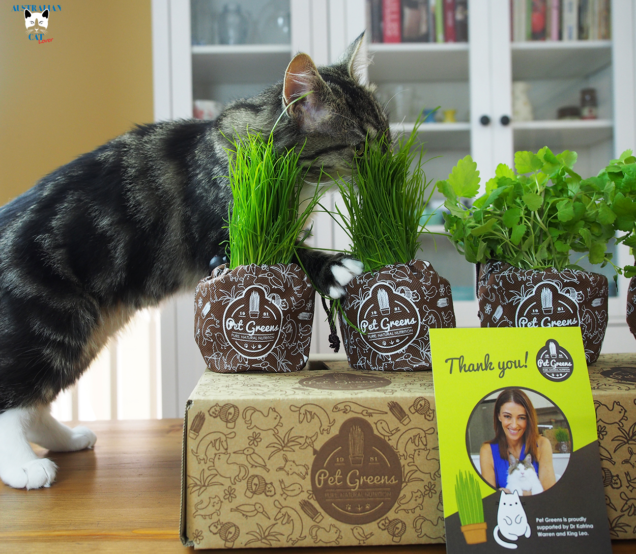 Pet Greens Fresh Supplements for Cats Review Australian Cat Lover