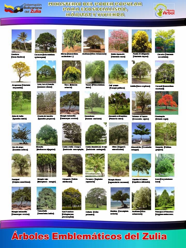 Details 48 nombres científicos de plantas y árboles