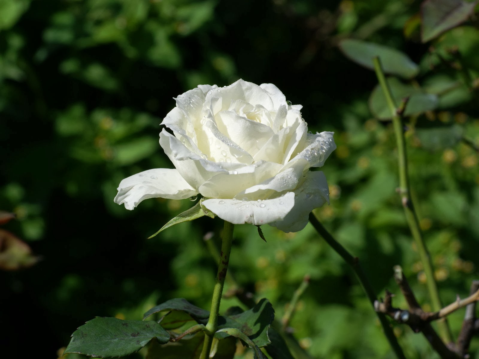 Gambar Bunga Putih yang  Cantik  Topik Pedia