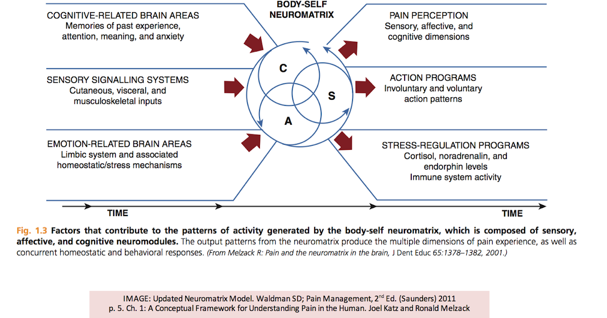 HumanAntiGravitySuit: Dermoneuromodulation: The neuromatrix model of pain