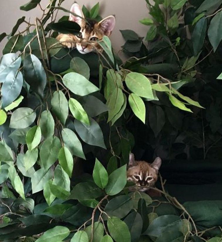 Fairy Tale Cat Trees Upscale Cat Furniture, Luxury Pet Trees