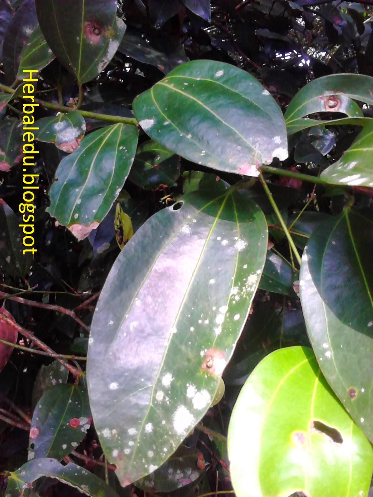 Cinnamomum zeylonica -Kurudu කුරුදු - Herbal Plants of Asia