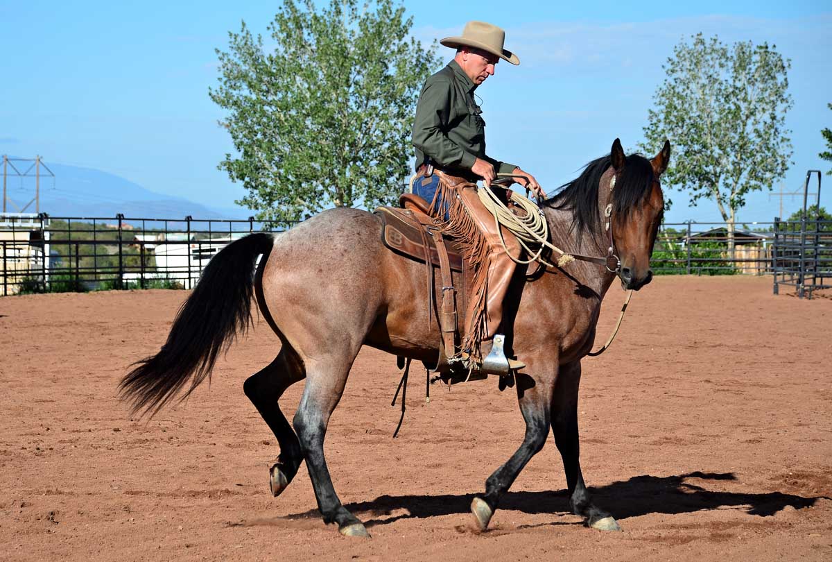 The 7MSN Ranch: The Buck stops here The 7MSN Ranch: The Buck stops here