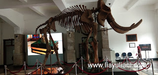 Fosil Gajah Purba di Museum Geologi