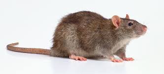 Que Rata Fumigaciones Luchin: Rata de noruega, rata de las alcantarillas, ó rata ...