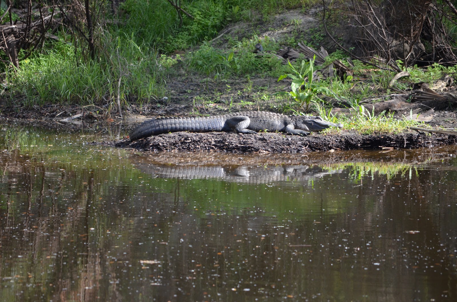 Some Day is Here Walking along the Peace River/cranes and an alligator