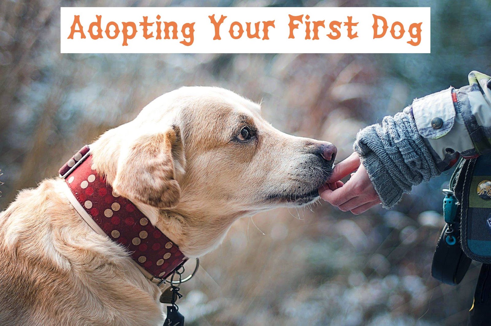 Adopting Your First Dog Cute Healthy Paws