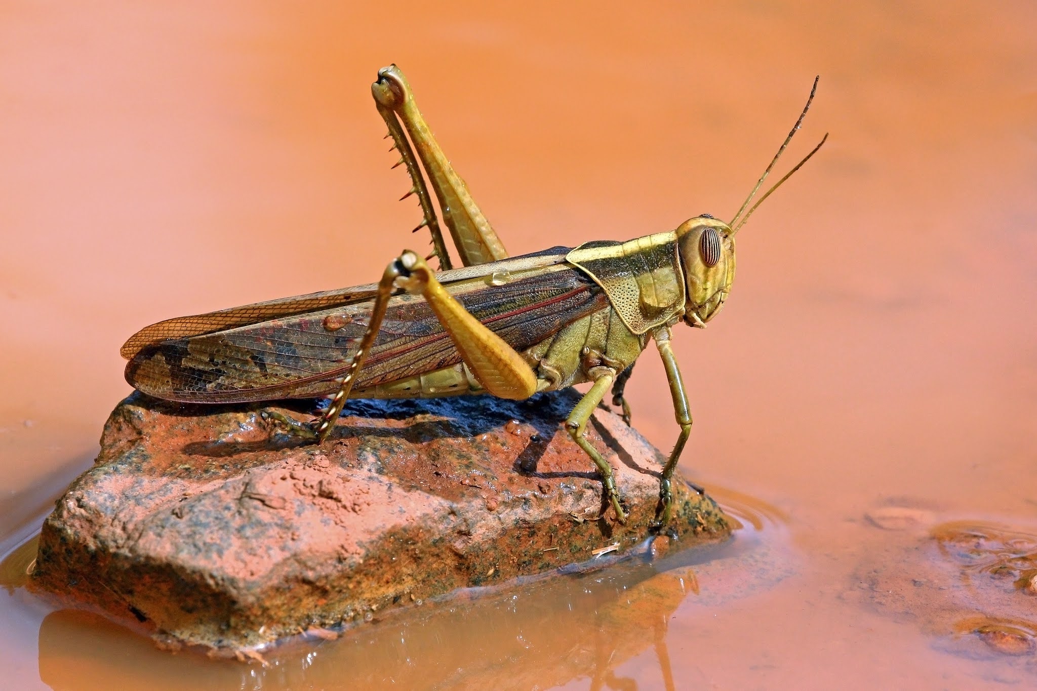 Do Locusts bite humans? How do you kill a swarm of locusts?