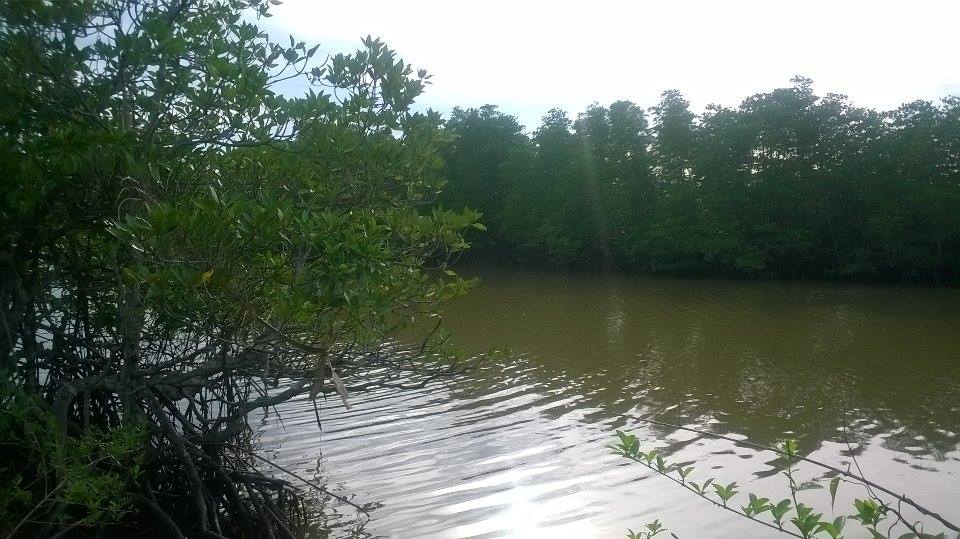 (Sold) River land with Mangrove trees for sale