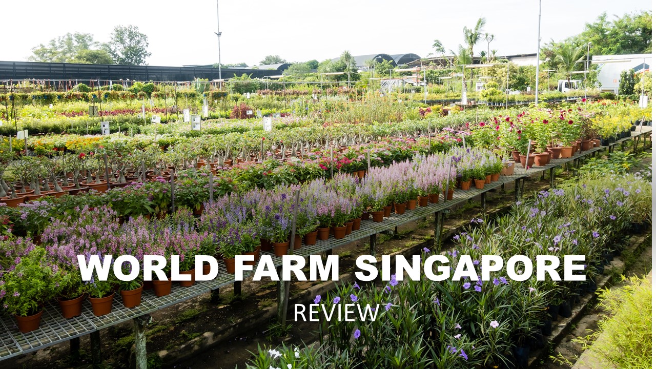 World Farm Singapore Review Singapore's Largest Nursery Farm for