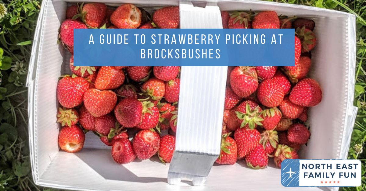 Strawberry Picking & What's On at Brocksbushes North East Family Fun