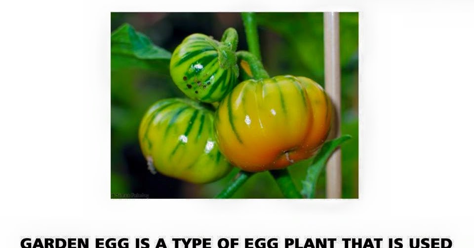 Garden Egg The Food Legends