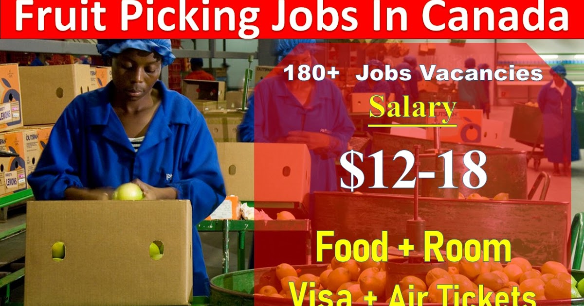 Fruit Picking Jobs in Canada Job Bank Fruit Picker 2024