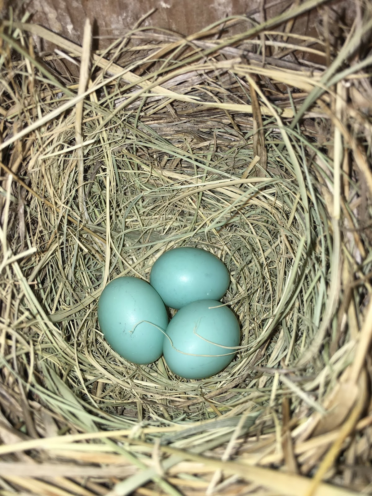 Pioneers Park Bluebirds: Don't count your eggs before they hatch?