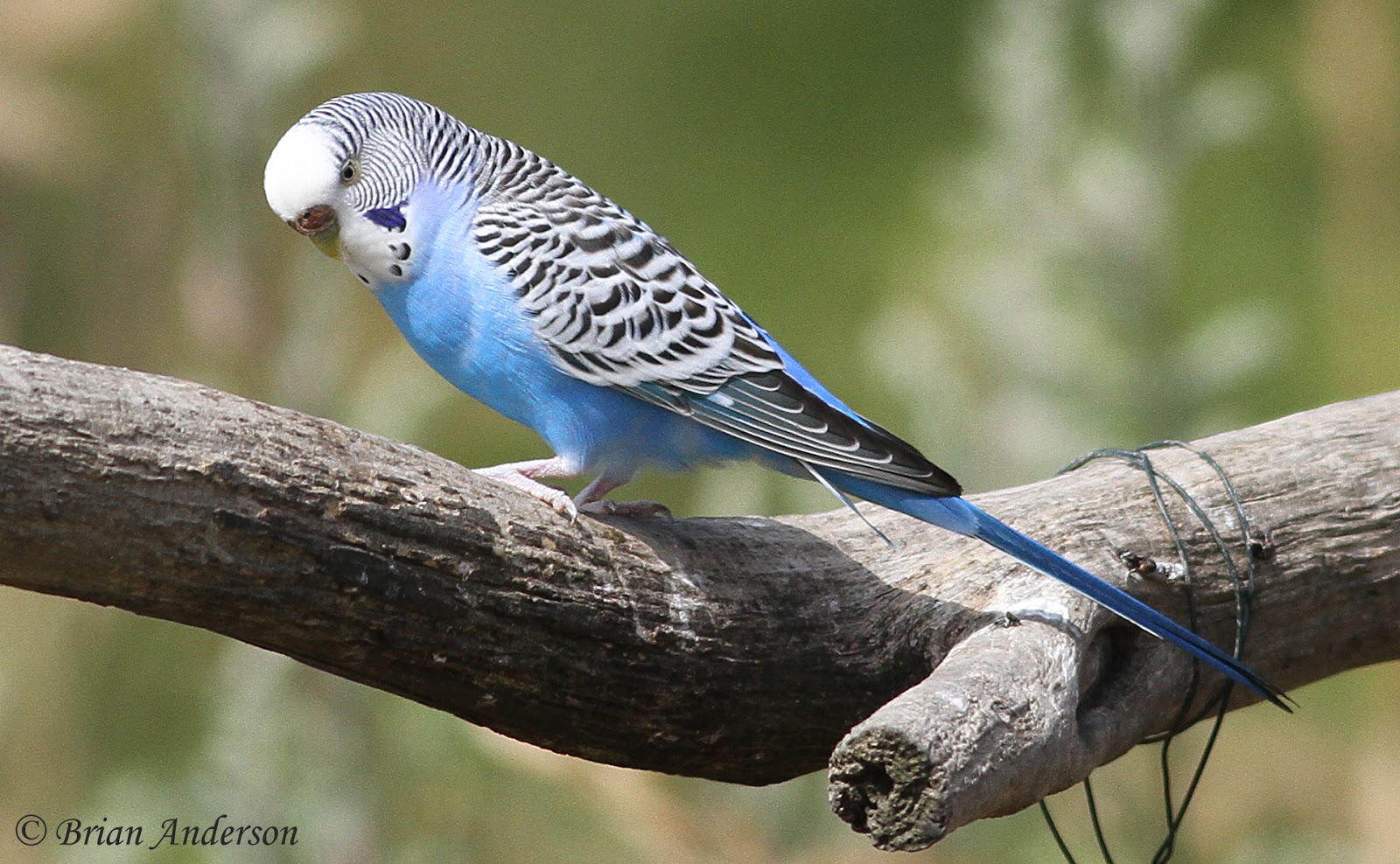 Brian's birding blog Budgie on the loose at Rainham