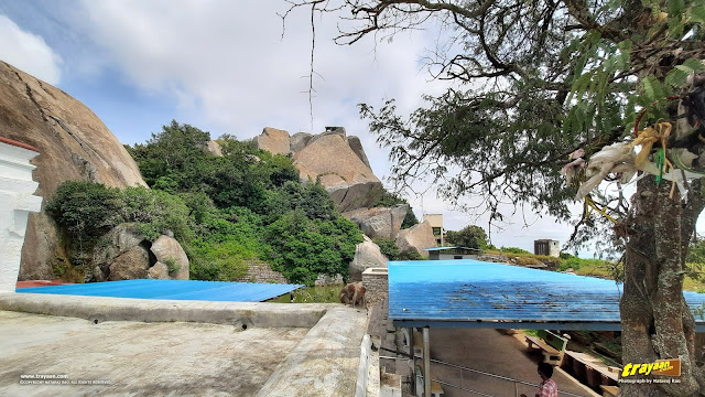 Monkeys near the Yoga Lakshmi Narasimha temple pond