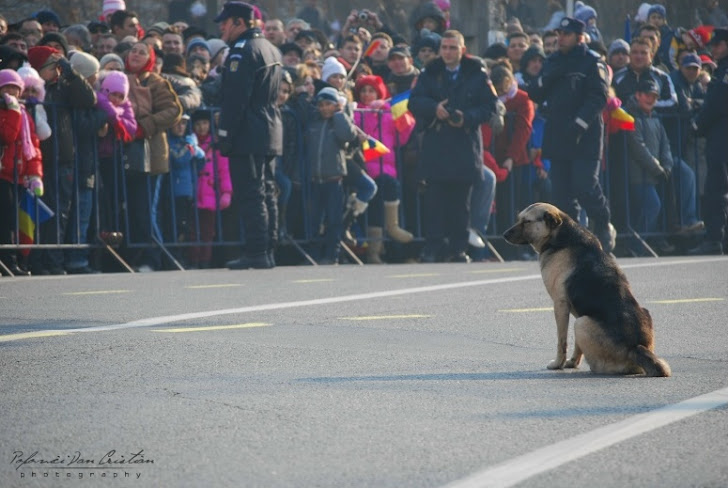 Un câine patriot! 1 Decembrie 2011 - La multi ani Romania