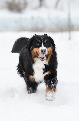 Positive reinforcement is more effective at training dogs recall than a shock collar. A Bernese Mountain Dog runs through the snow in the photo.