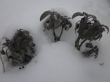 Sage under Snow