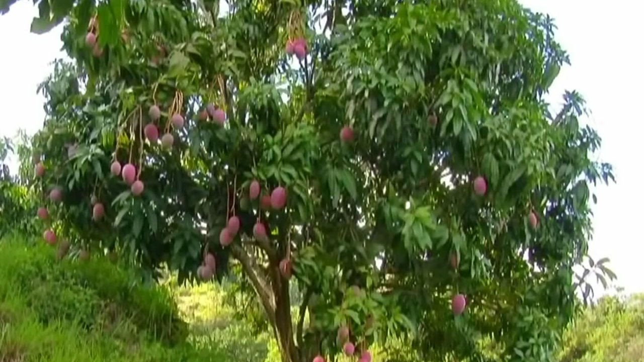 Манго дерево фото в природе с плодами. Манговое дерево роща. Вьетнамское манго дерево. Вьетнамское манго дерево высота. Дерево манго в Лаосе