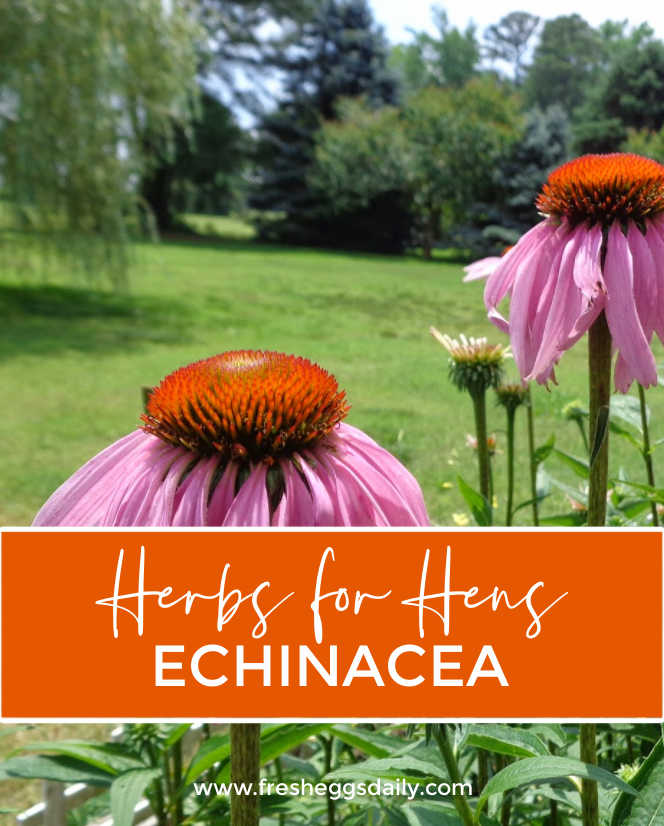 Herbs for Hens® Echinacea Fresh Eggs Daily® with Lisa Steele