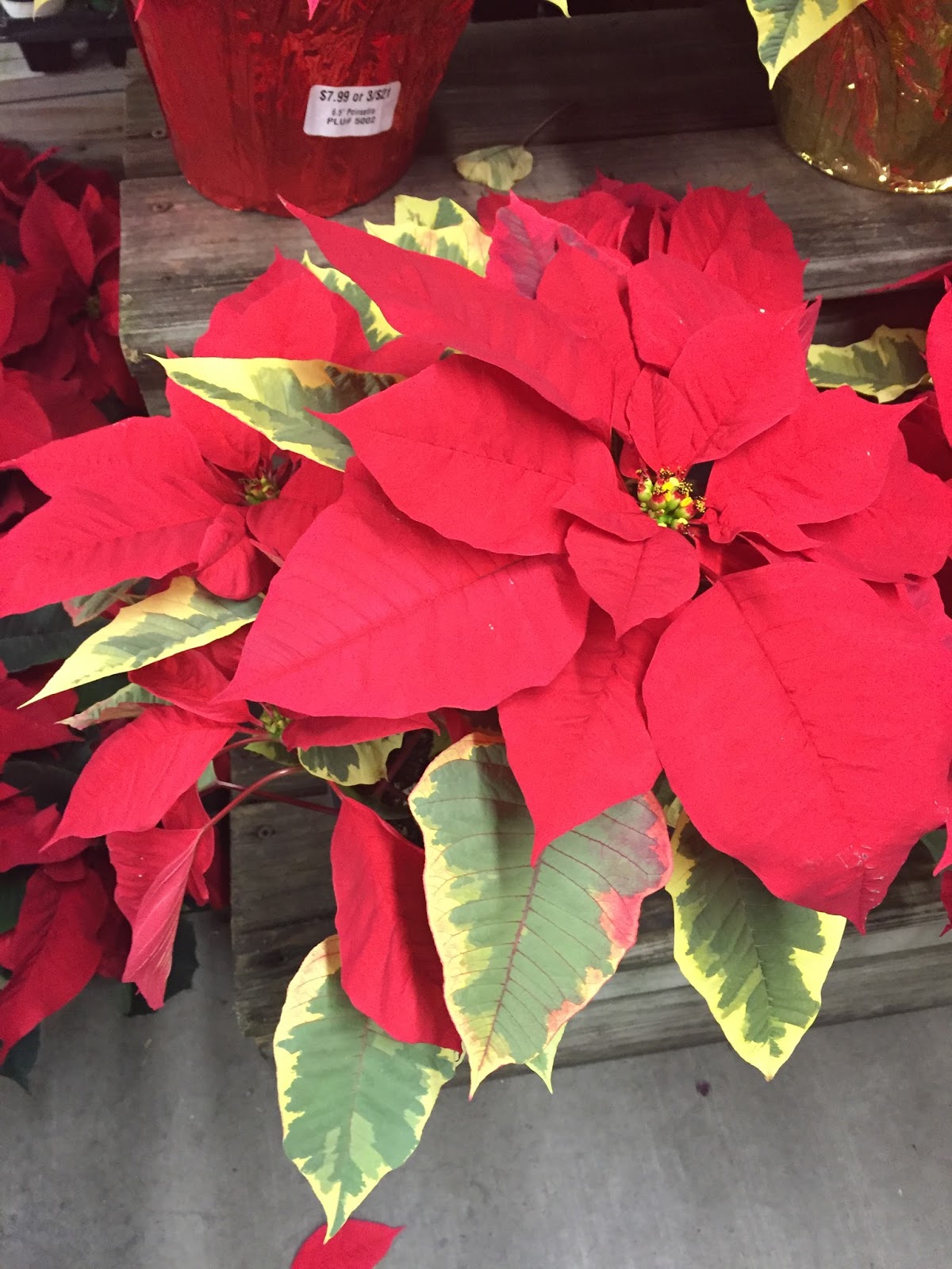 Green Garden Guru The Christmas flower