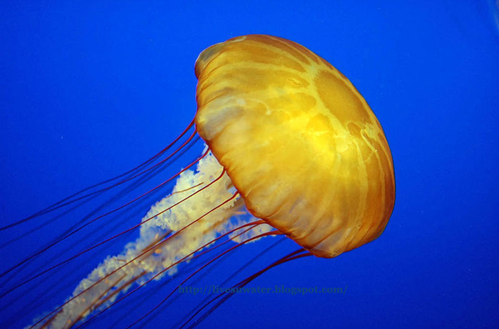 Life under the blue water The most beautiful jellyfish