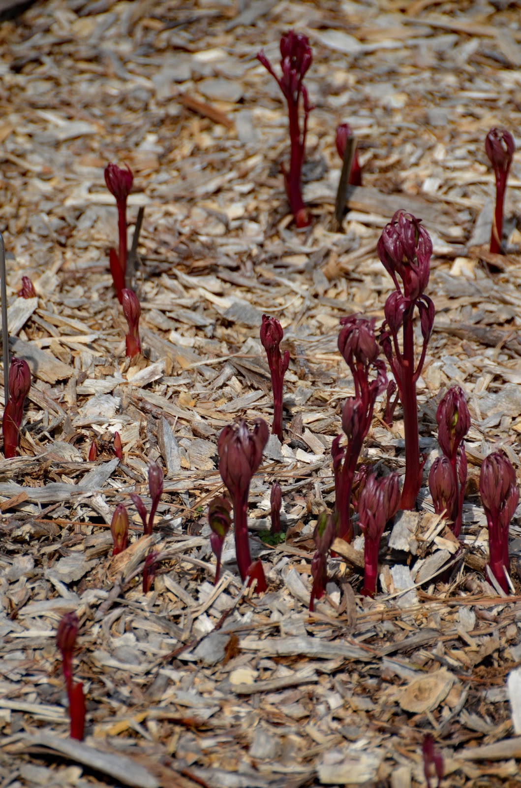 Southern Peony 2016 Peony 'Coral Charm' Has Many Adventitious Roots