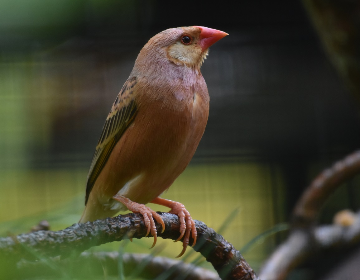 ZOOTOGRAFIANDO (MI COLECCIÓN DE FOTOS DE ANIMALES) QUELEA DE PICO ROJO