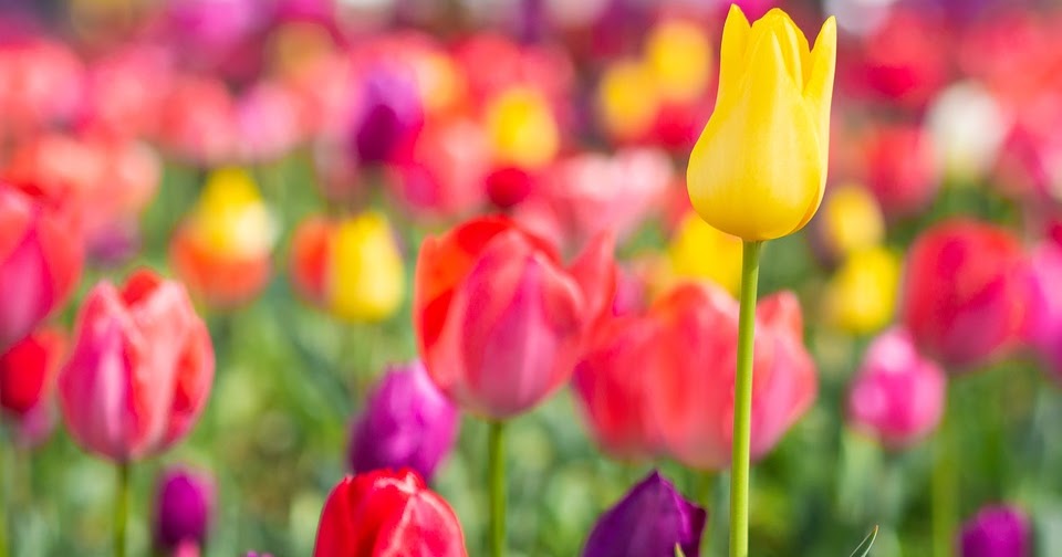 Tulips Meaning Tulip Meaning And History Tree homes