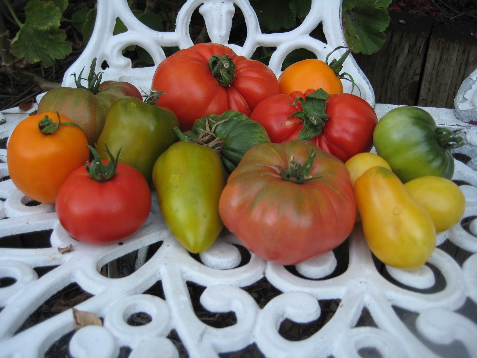 Laura Taylor...Tomato Matters Heirloom Tomatoes...Hybrid Tomatoes