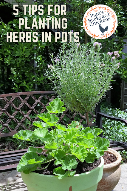 Planting herbs in pots has benefits for everyone from the space-starved gardener to the gardener with poor soil and everyone in between.