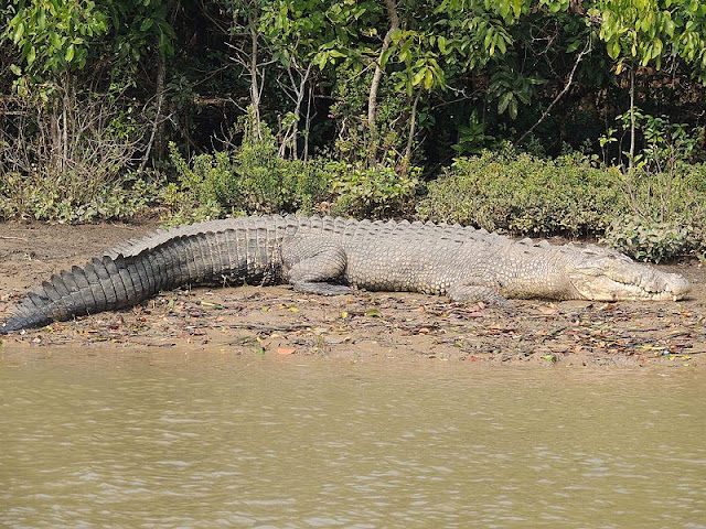 A crocodile is sleeping in the swamp area of Bhitarkanika national park, odisha.