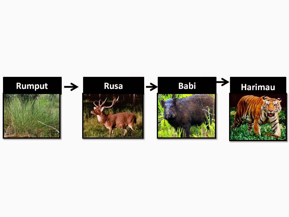 EKOSISTEM RAWA AIR TAWAR: ekosistem rawa air tawar
