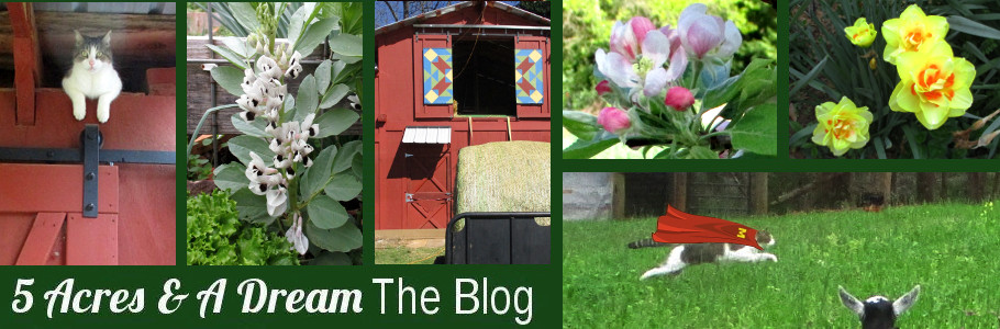 Ligustrum Lucidum Glossy Privet Tall Glossy Privet Waxleaf