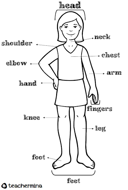 Teachermina: parts of the body