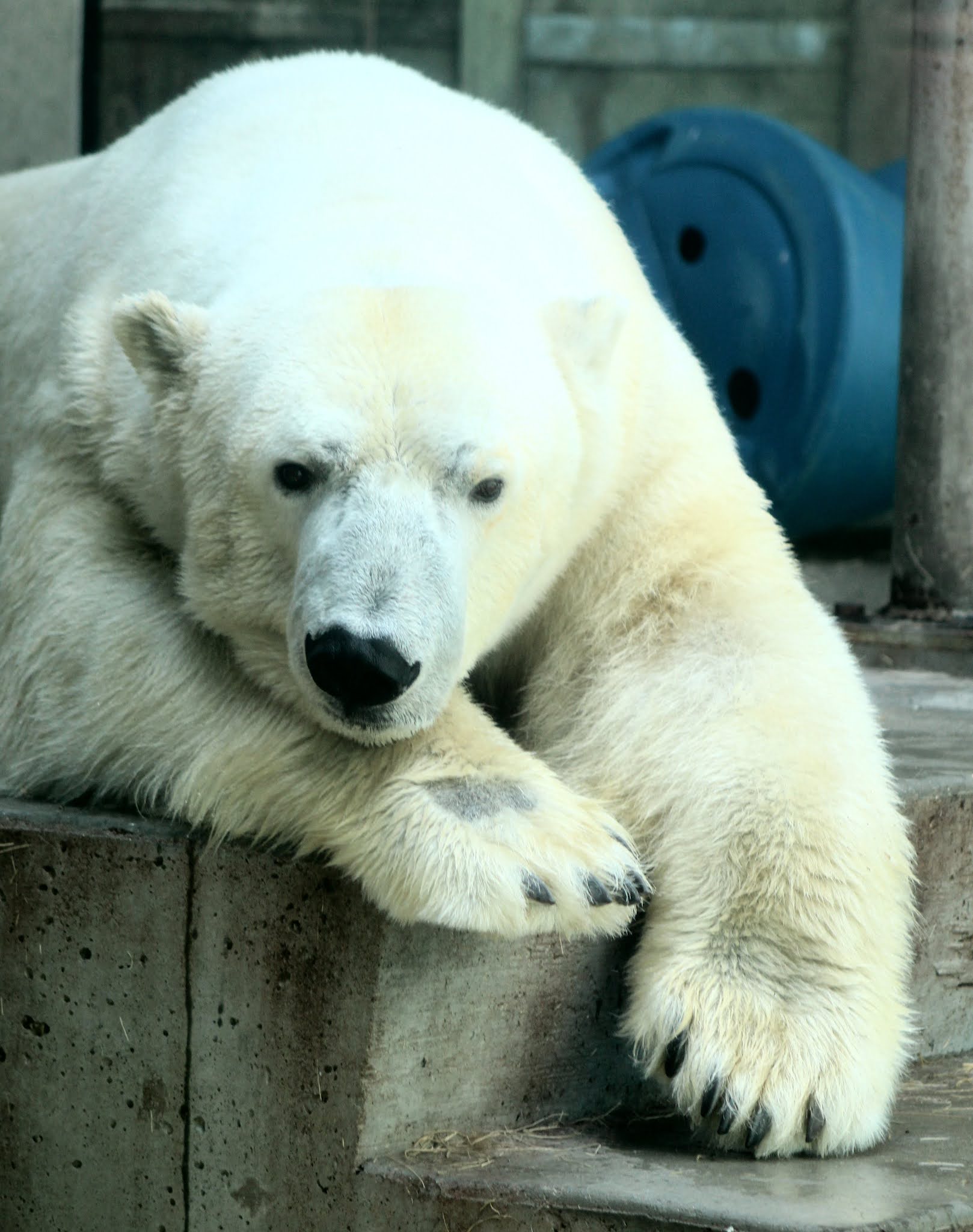 My Polar Bear Friends and Friends of Polar Bears: July 2021
