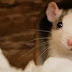 Επιστημονικό επίτευγμα: Μεγάλωσαν έμβρυα ποντικών σε μηχανική μήτρα