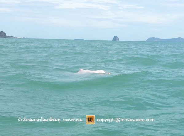 นั่งเรือชมโลมาสีชมพู จ.นครศรีธรรมราช