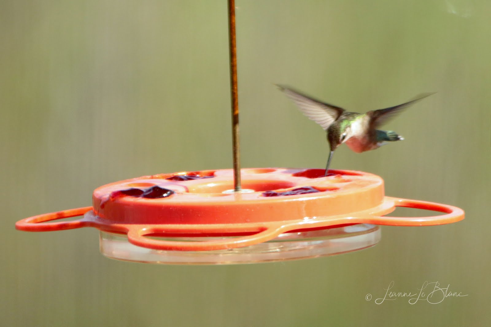 7 Top Reasons to Feed Your Birds BirdBerry Jelly Nature Notes Blog