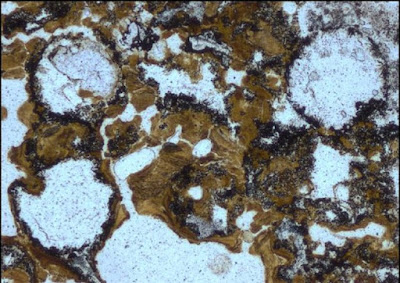 microrganismi fossili all'interno di rocce rossastre della formazione Dresser