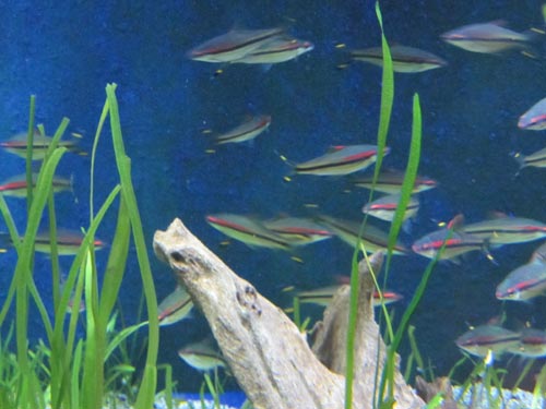 Red Line Torpedo Barb Red Line Torpedo Barb