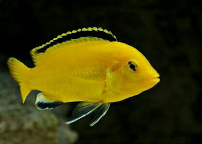 ikan lemon